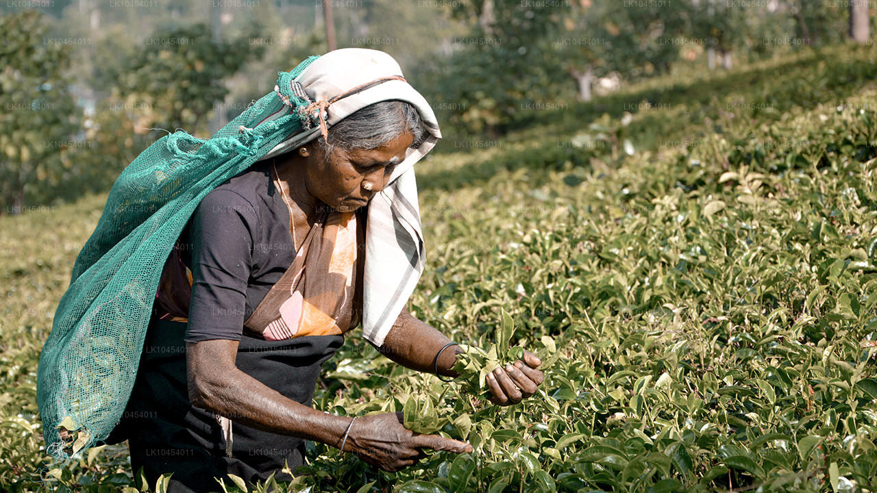 हॉर्टन प्लेन्स एडवेंचर (4 दिन)