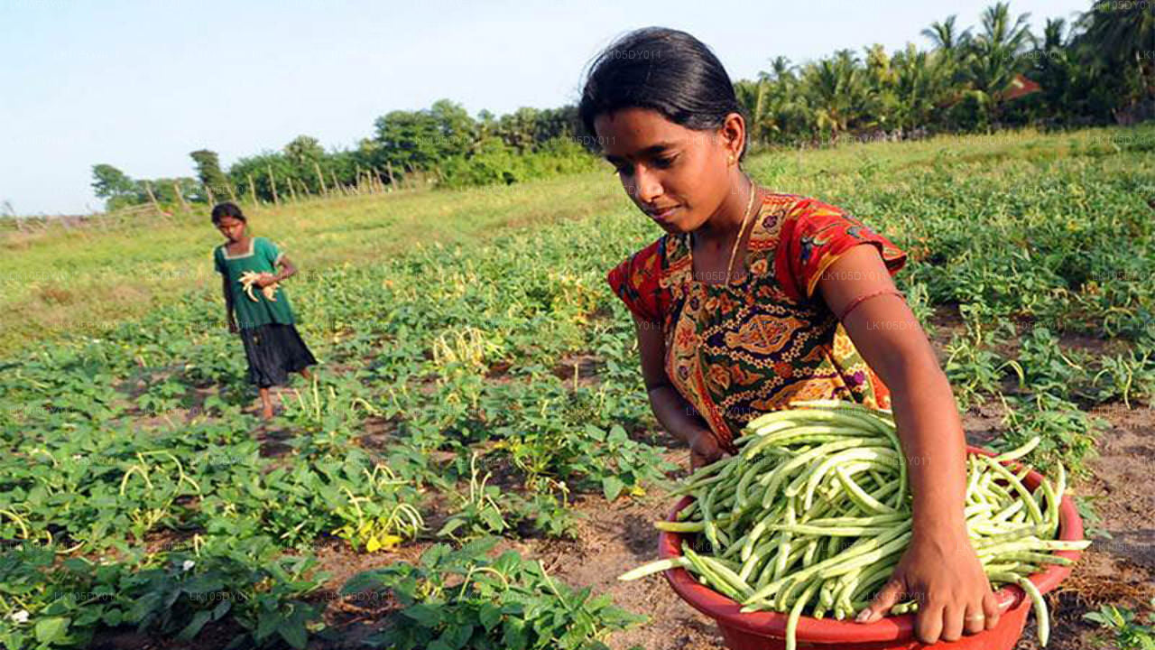 कृषि यात्रा (4 दिन)