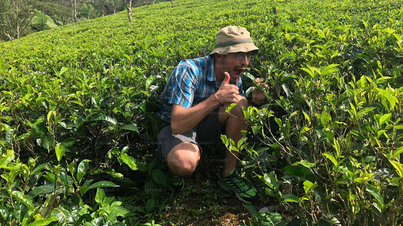 Sri Lanka Halal (Islamic) Tour (10 Days)