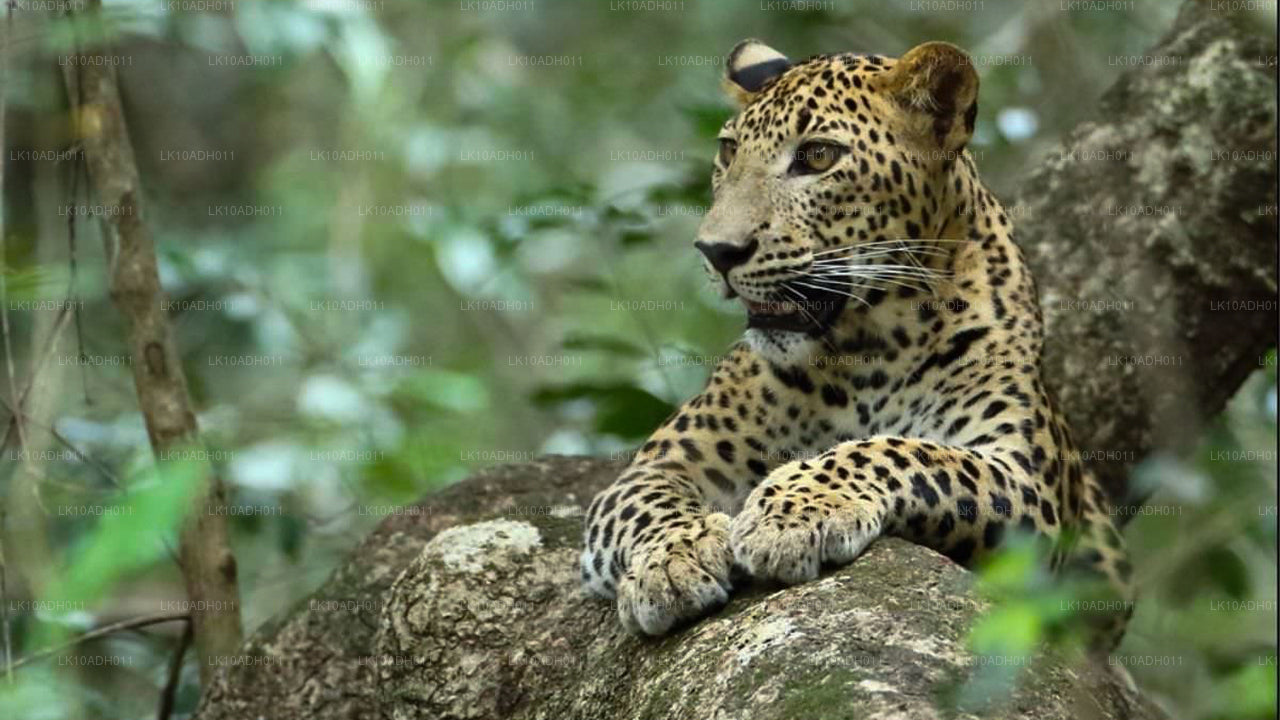 Birds and Wildlife Tour (11 Days)