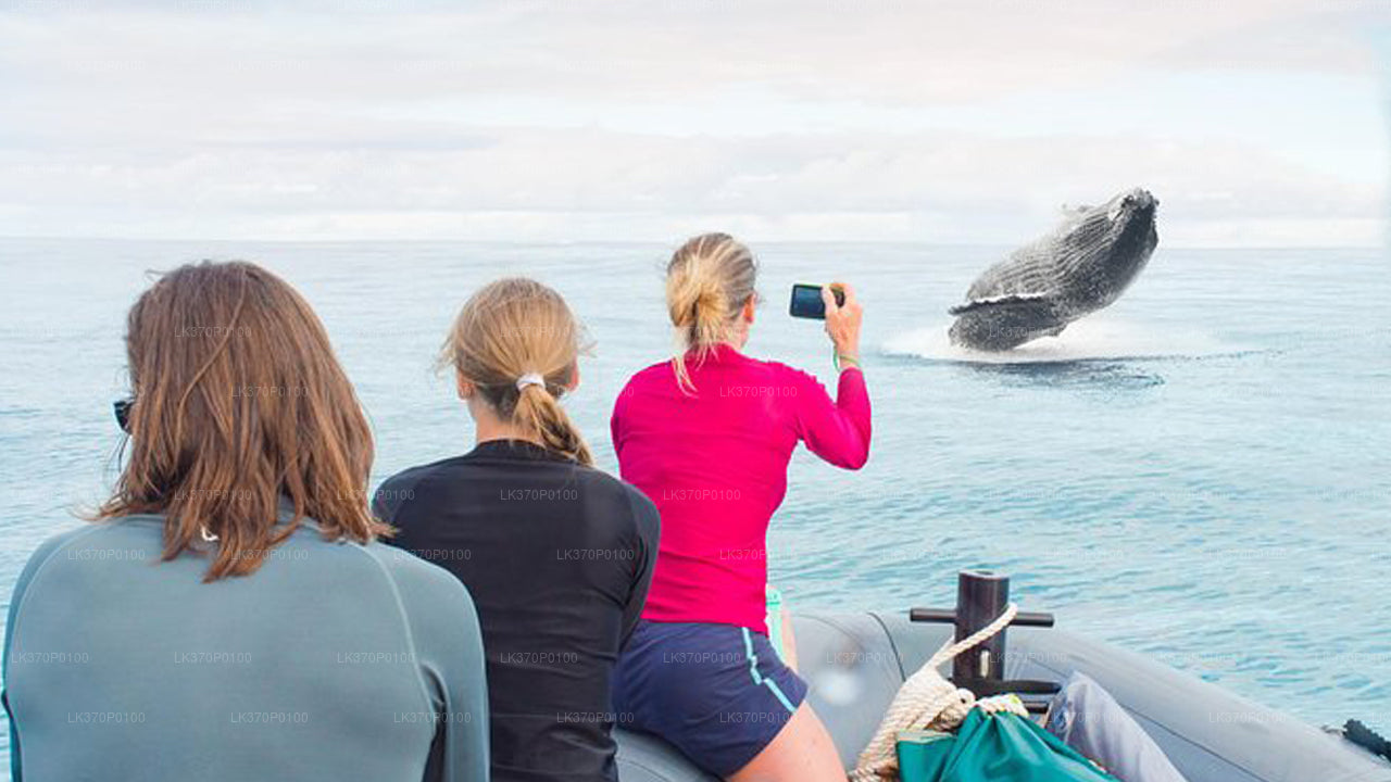 साझा नाव पर हिरिकेतिया से व्हेल देखना