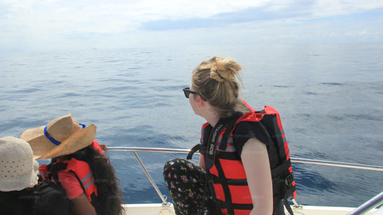 साझा नाव पर हिरिकेतिया से व्हेल देखना