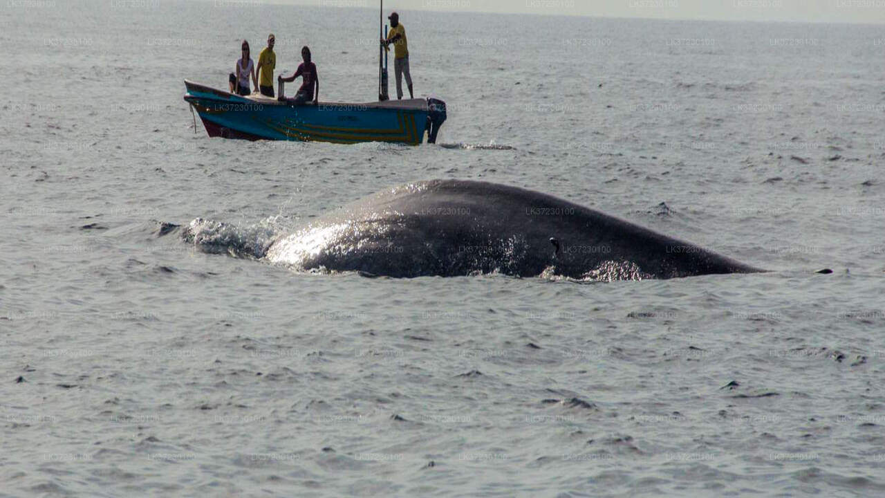 Whale Watching from Trincomalee on Private Boat