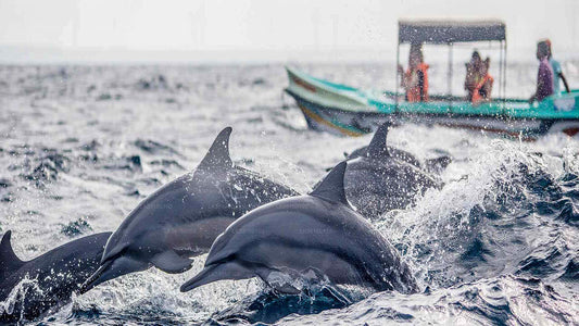 Dolphin Watching from Kalpitiya
