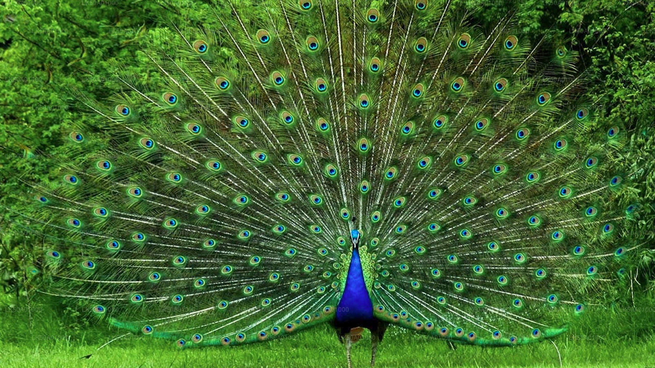 उदावलावे राष्ट्रीय उद्यान निजी सफारी