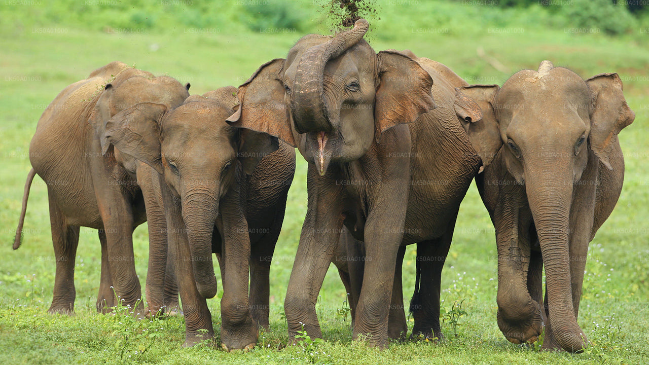 उदावलावे राष्ट्रीय उद्यान निजी सफारी