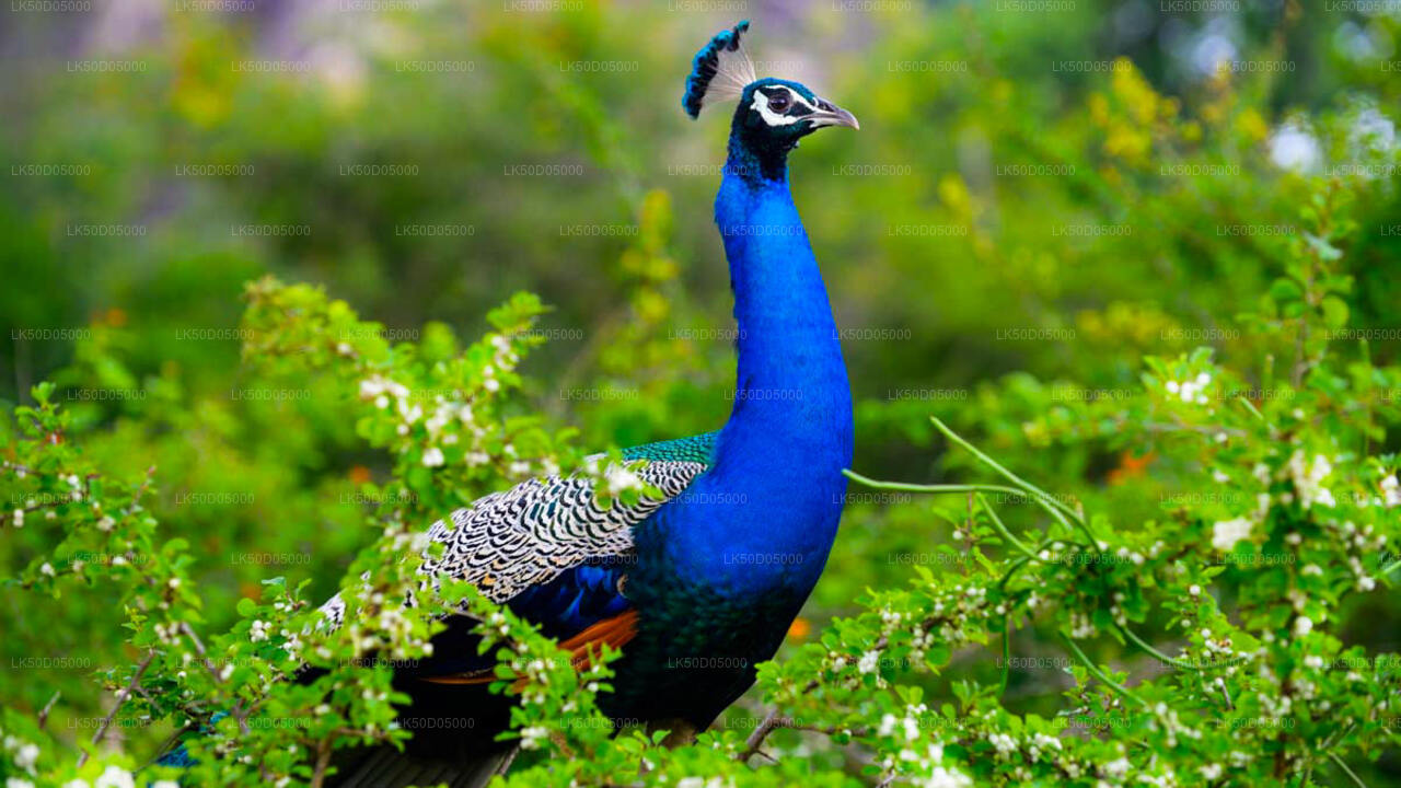 सिगिरिया से कौदुल्ला राष्ट्रीय उद्यान निजी सफारी