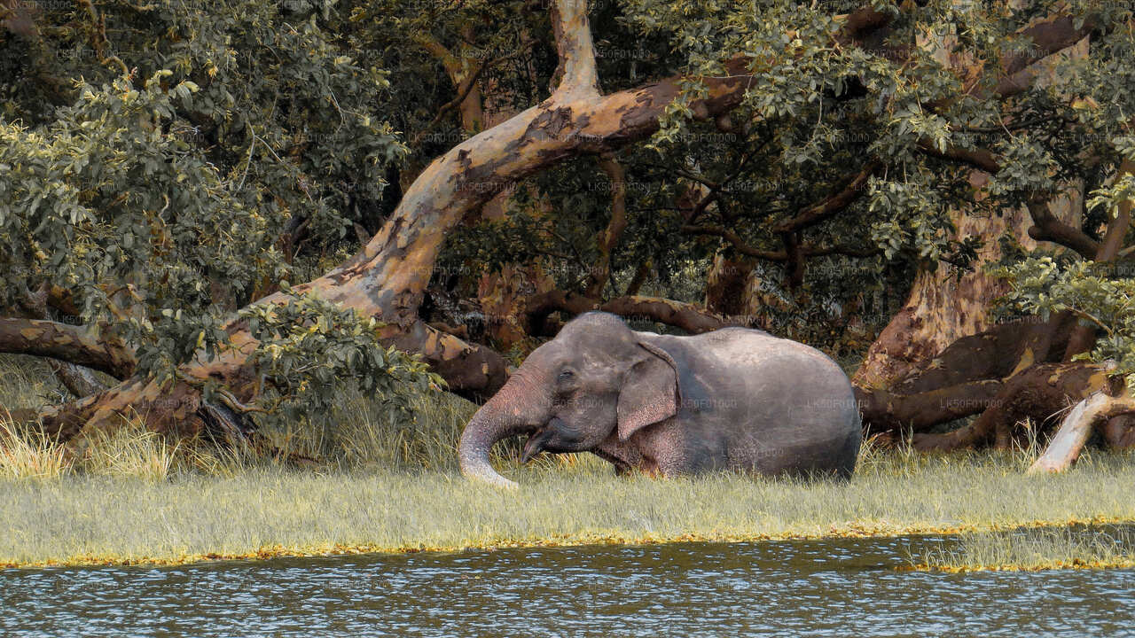 An elephant in a natural setting, standing near a water body with trees in the background.