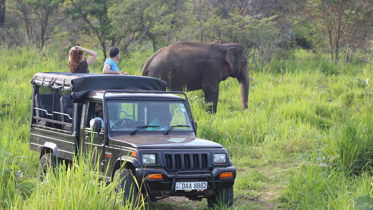 Tourists on a safari jeep observing a wild elephant in tall green grass.