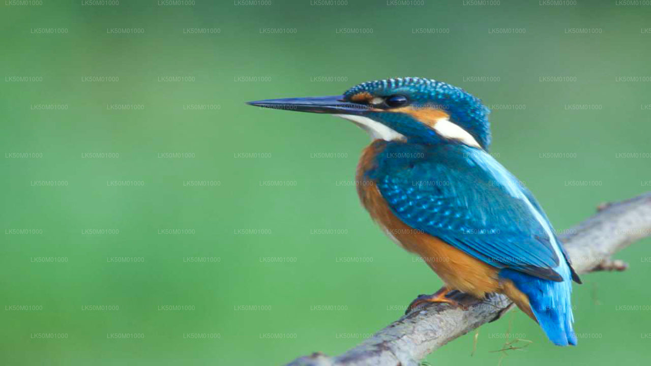 लाहुगाला कितुलाना राष्ट्रीय उद्यान निजी सफारी