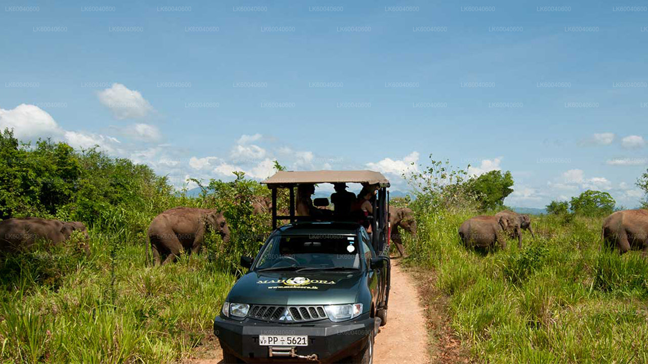 गाले से उदावालावे राष्ट्रीय उद्यान सफारी