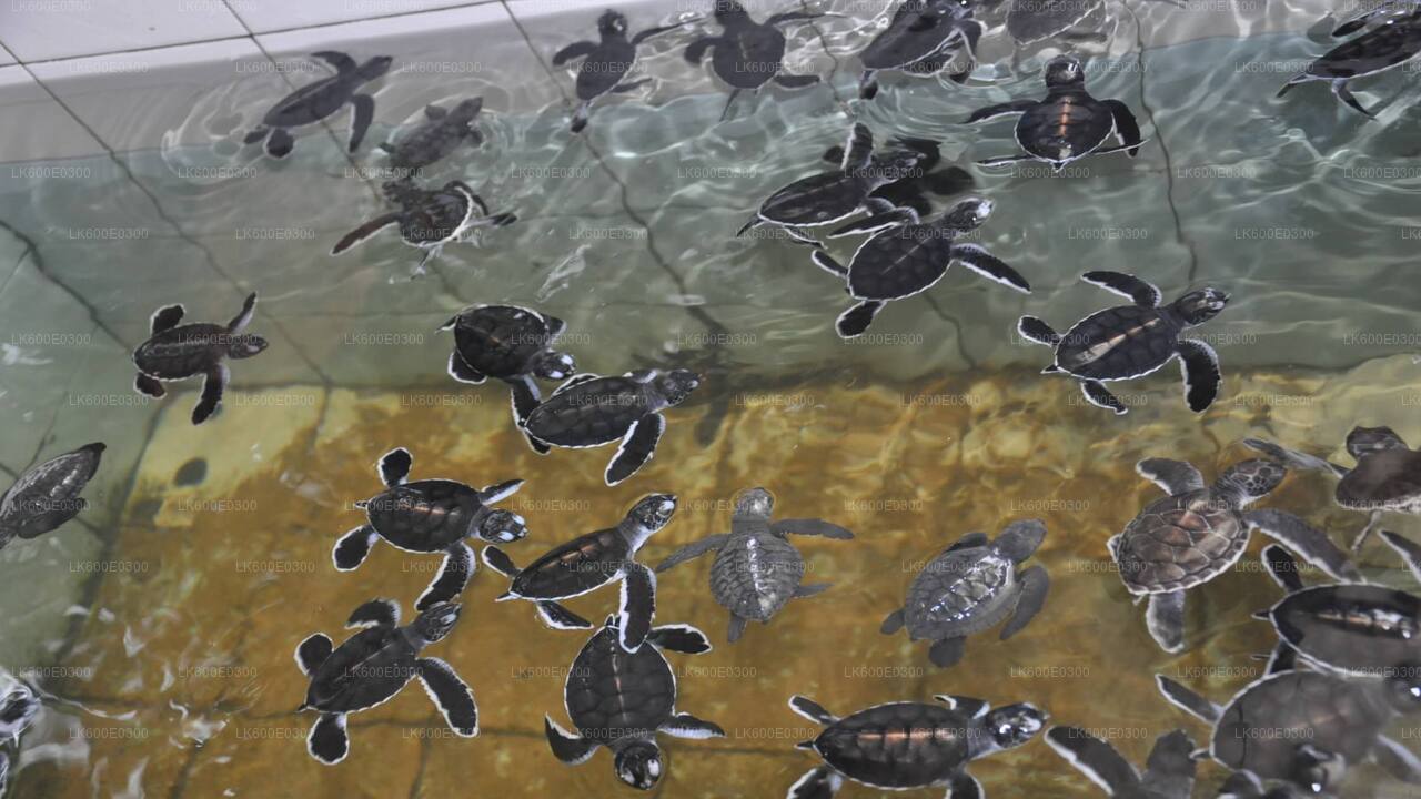 बेरुवाला से गाले तक कोस्टल राइड  बे ...