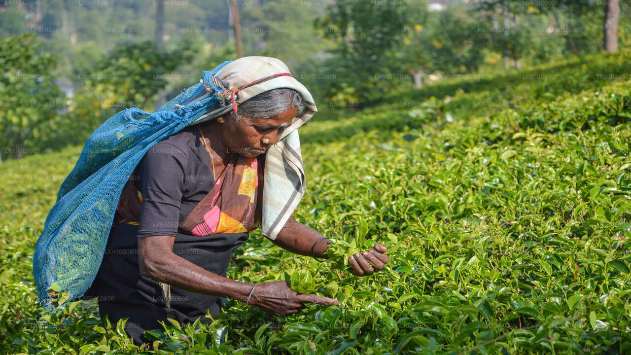 बेरुवाला से दक्षिणी तट की खास जगहें और रिवर सफारी