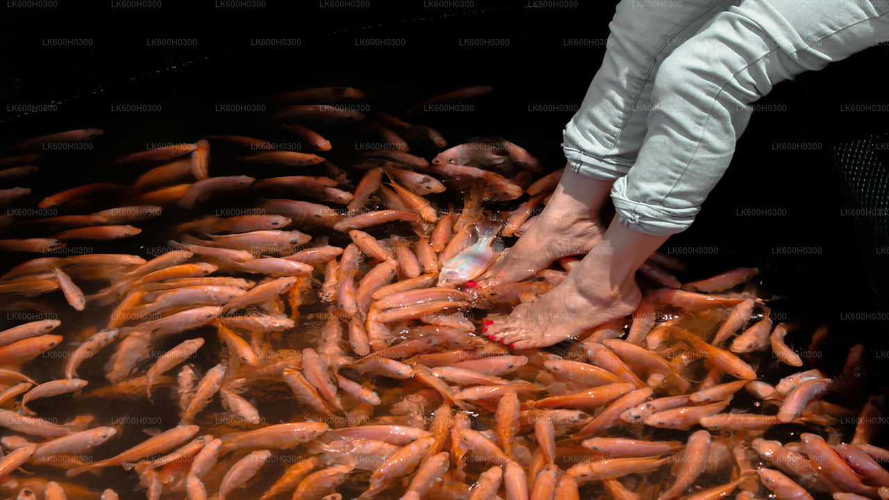 कोलंबो से गॉल तक तटीय यात्रा