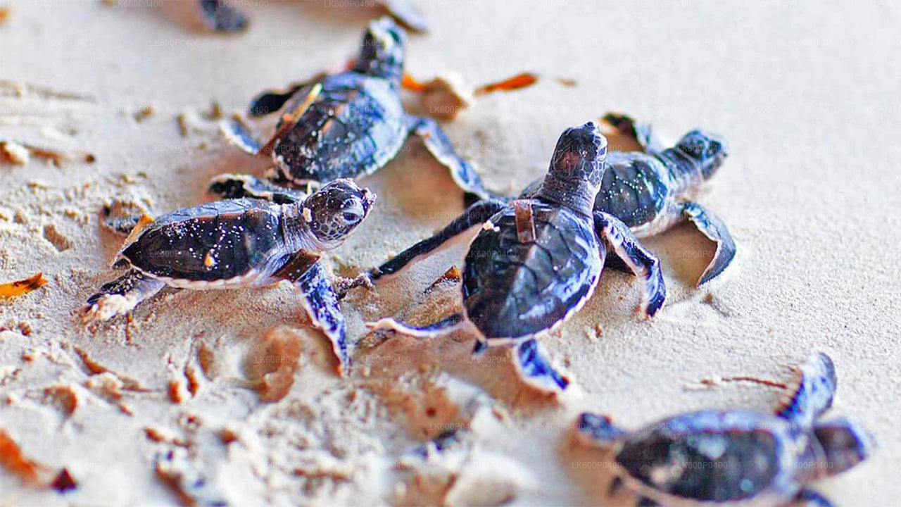 गैले से बेंटोटा शहर का दौरा