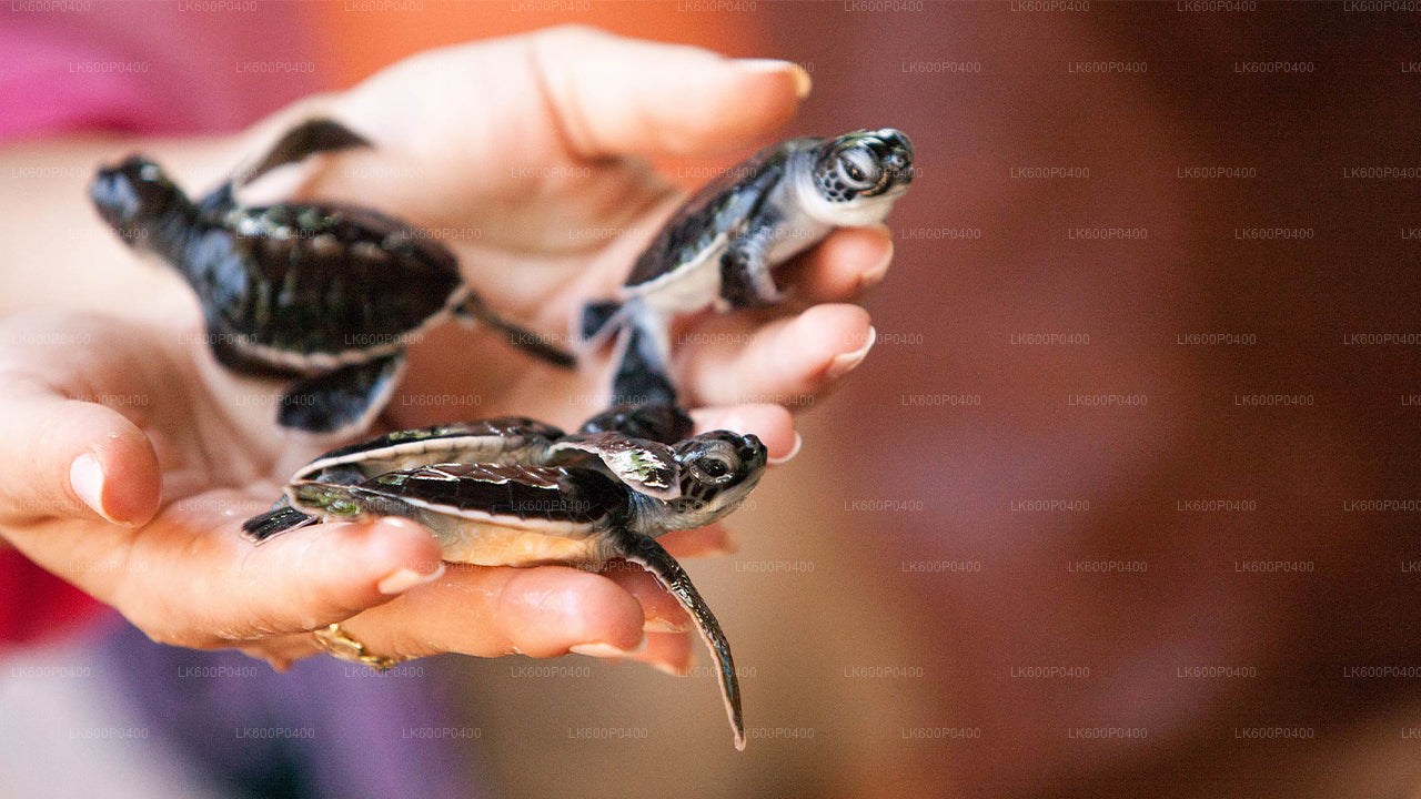 गैले से बेंटोटा शहर का दौरा