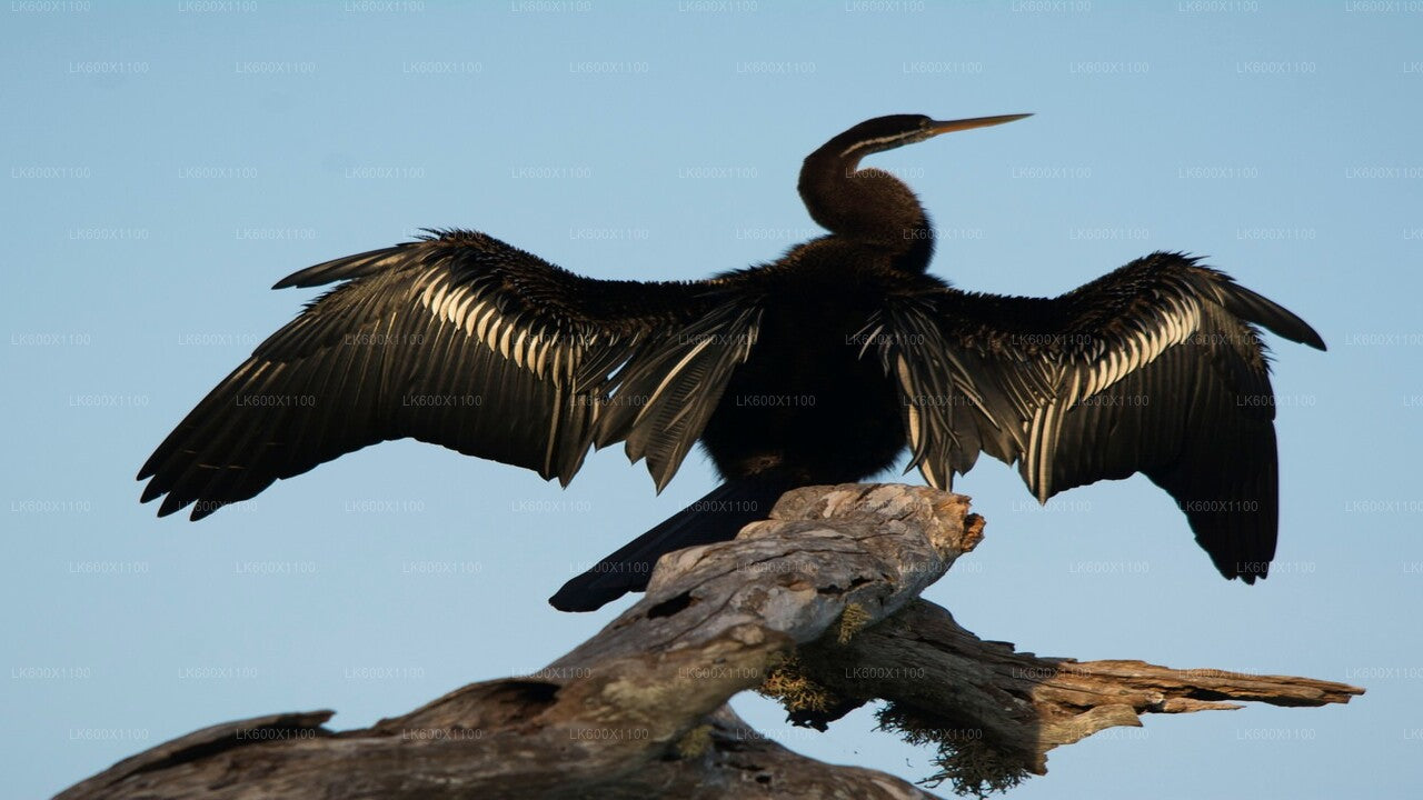 हिक्काडुवा से बुंडाला नेशनल पार्क सफारी
