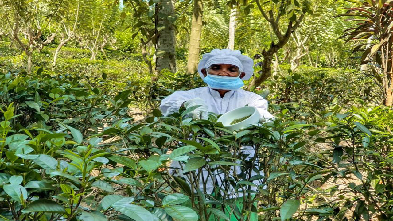 बेंटोटा से बालापिटिया, हंडुनुगोडा और गाले