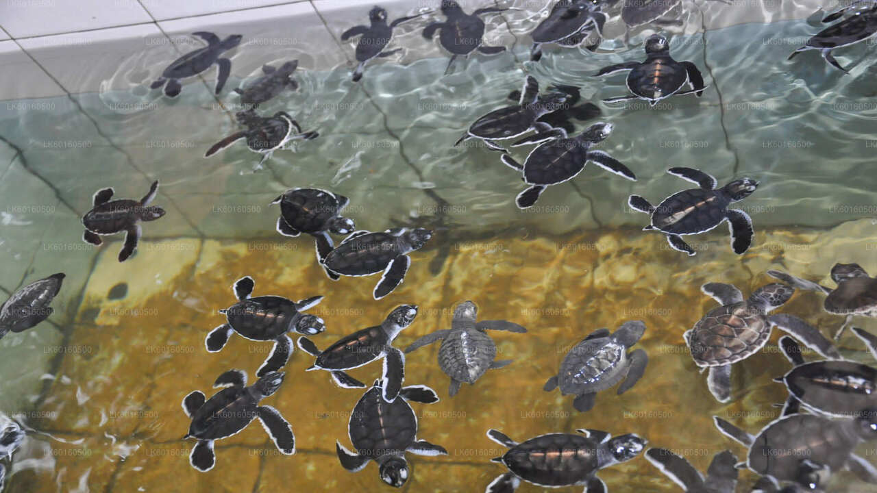 कालुटारा से बेंटोटा शहर का दौरा