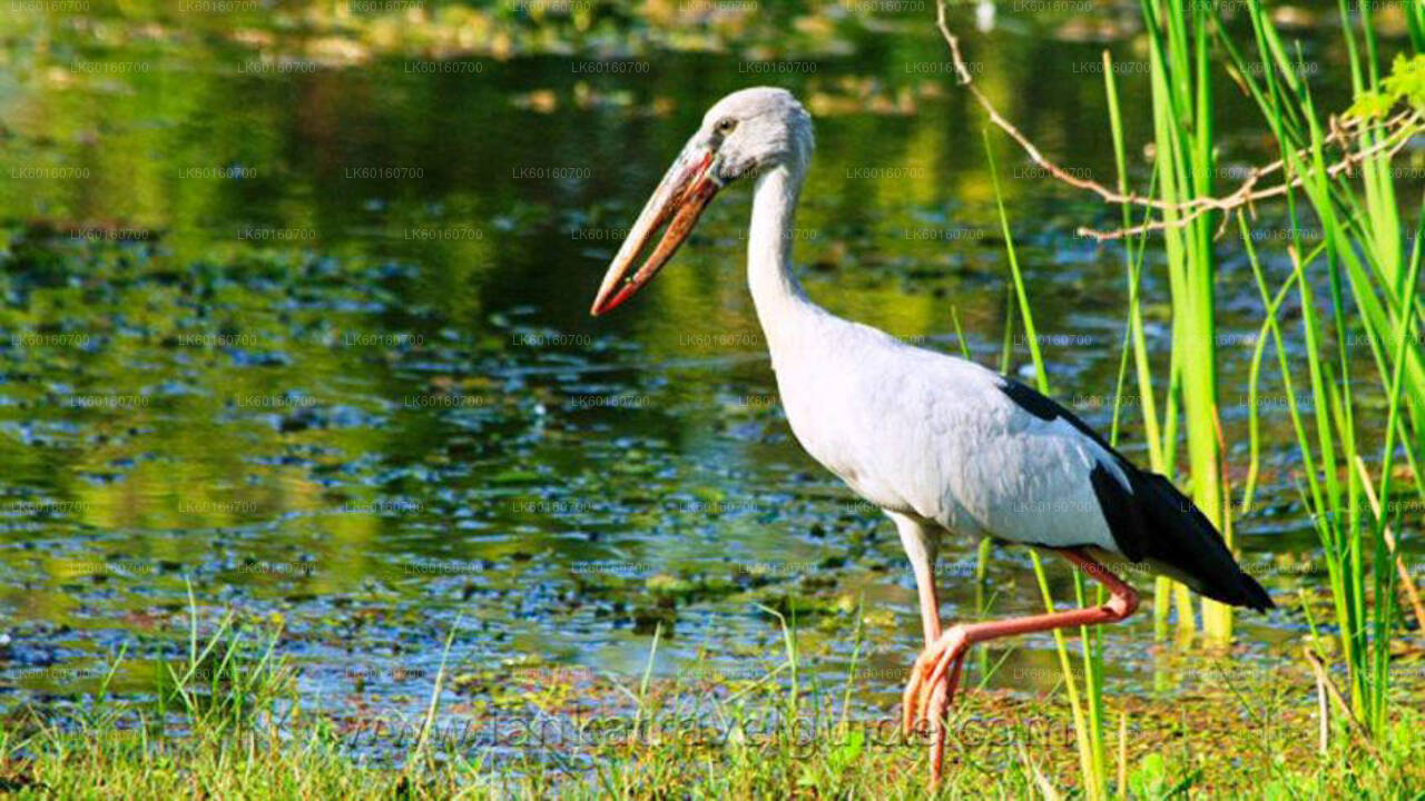 कलुतारा से उदावालावे नेशनल पार्क सफारी