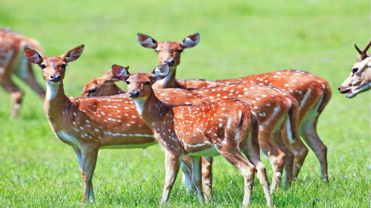 पोलोन्नारुवा से वास्गामुवा नेशनल पार्क सफारी