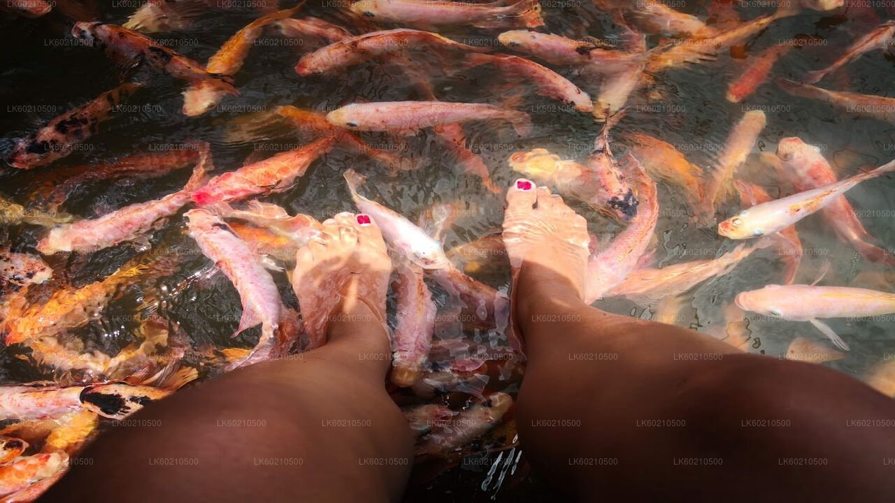 टंगले से बेंटोटा शहर का भ्रमण