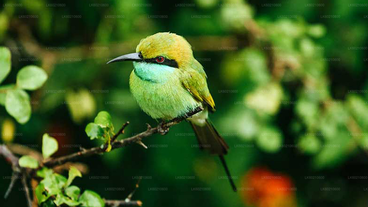 तांगले से बुंदाला राष्ट्रीय उद्यान सफारी