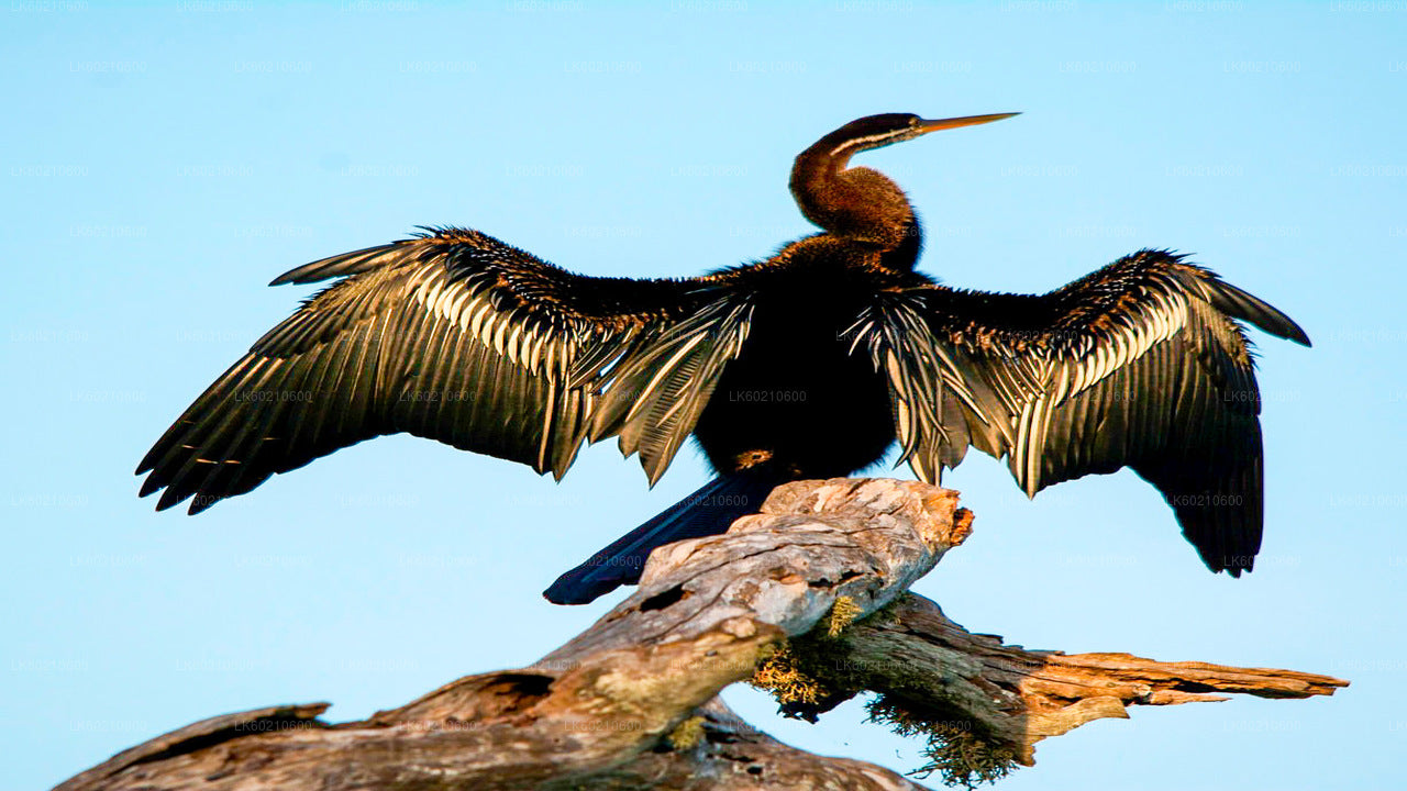 तांगले से बुंदाला राष्ट्रीय उद्यान सफारी