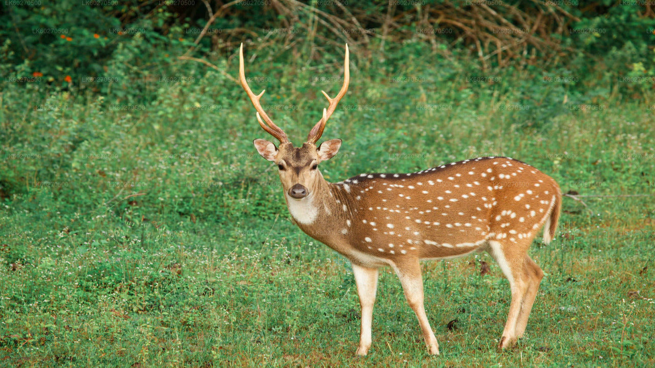 डिकवेला से याला नेशनल पार्क सफारी