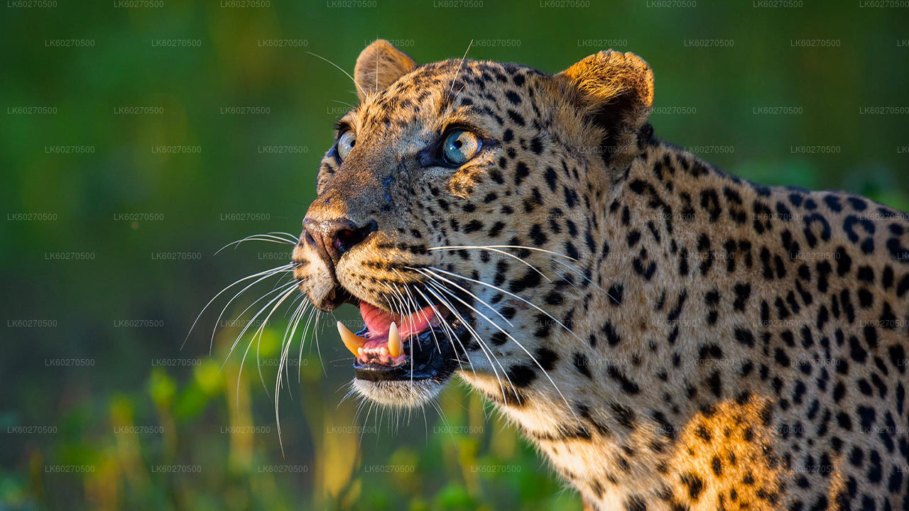 डिकवेला से याला नेशनल पार्क सफारी