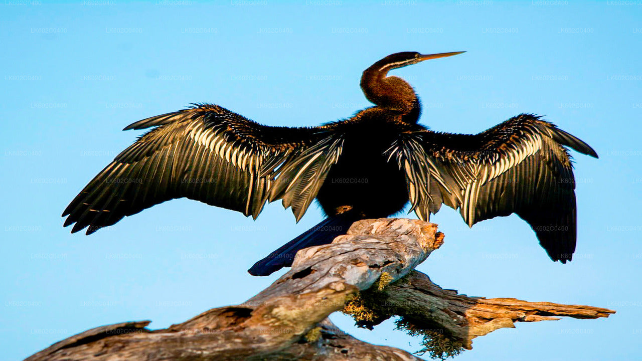 वेलिगामा से बुंडाला नेशनल पार्क सफारी