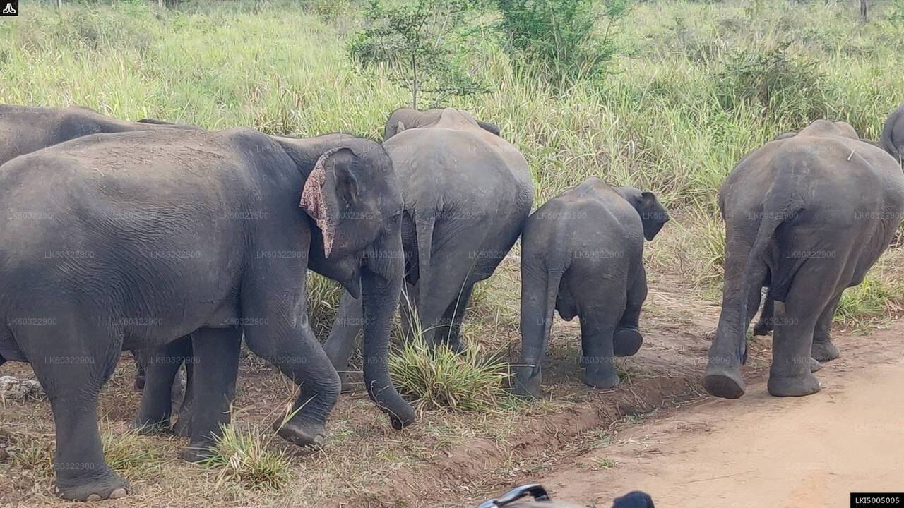 Hurulu Eco Park Private Safari from Habarana