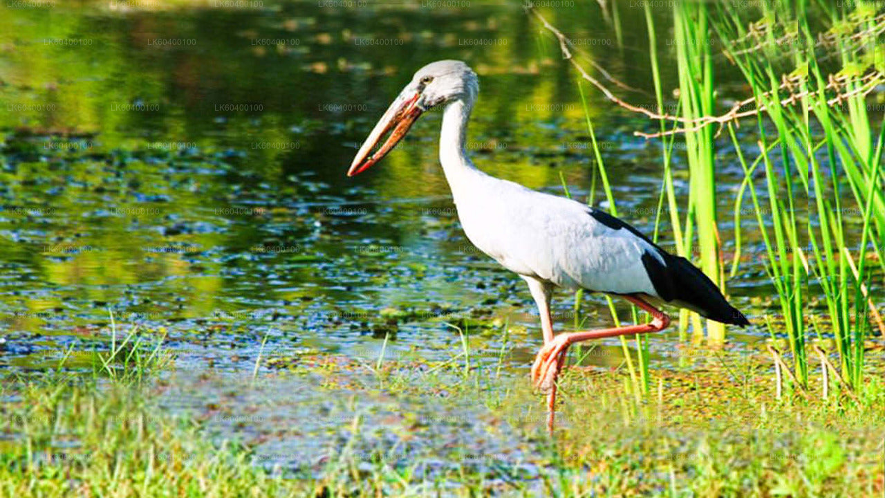 अहुंगल्ला से उदावालावे नेशनल पार्क सफारी
