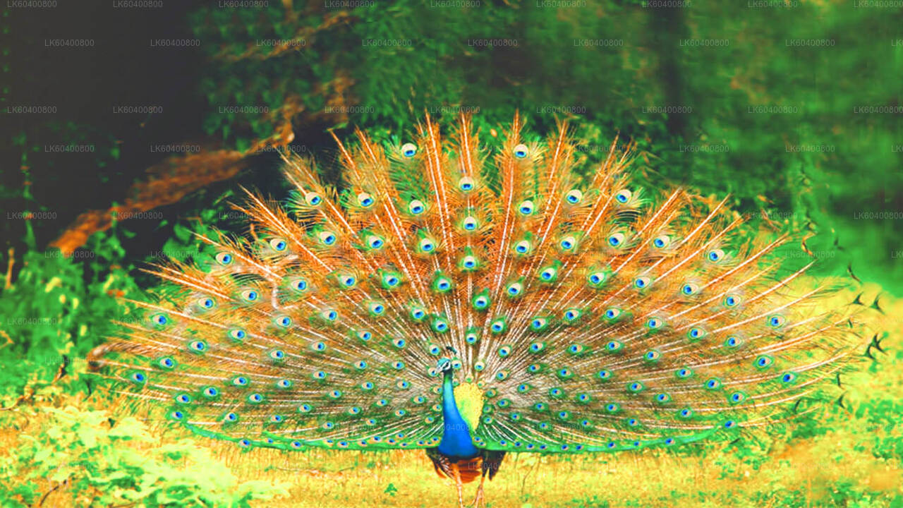 अहुंगल्ला से याला नेशनल पार्क सफारी