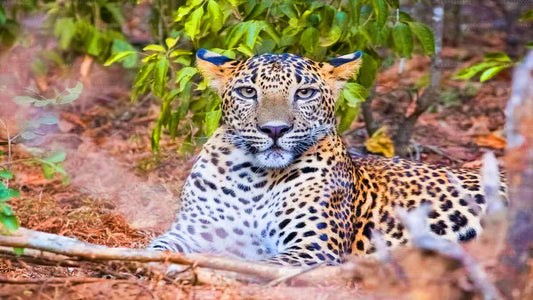 अहुंगल्ला से याला नेशनल पार्क सफारी