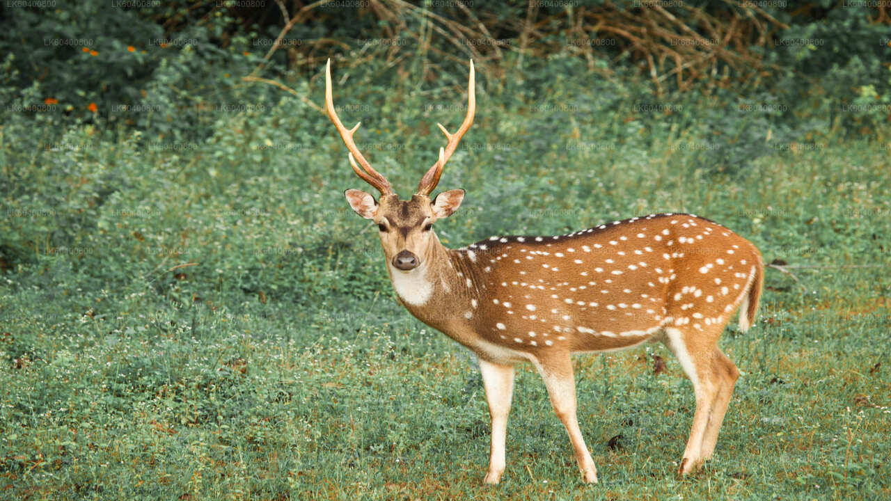 अहुंगल्ला से याला नेशनल पार्क सफारी