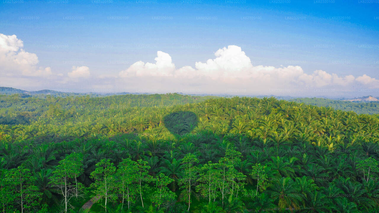 हबराना से हॉट एयर बैलूनिंग