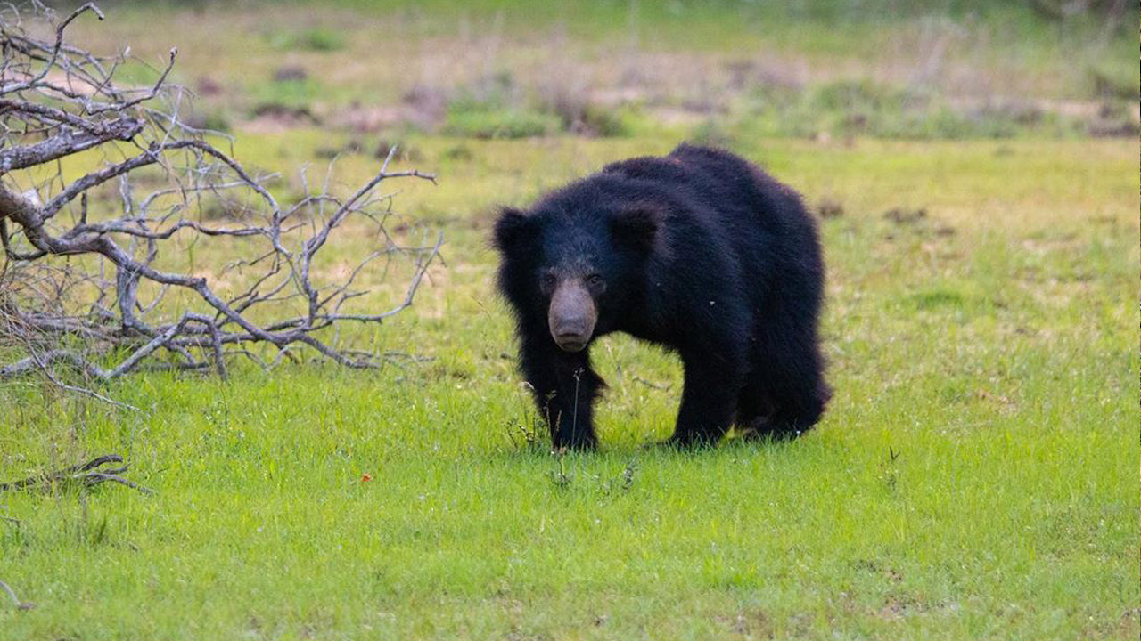 विल्पट्टू नेशनल पार्क में एंट्री टिकट
