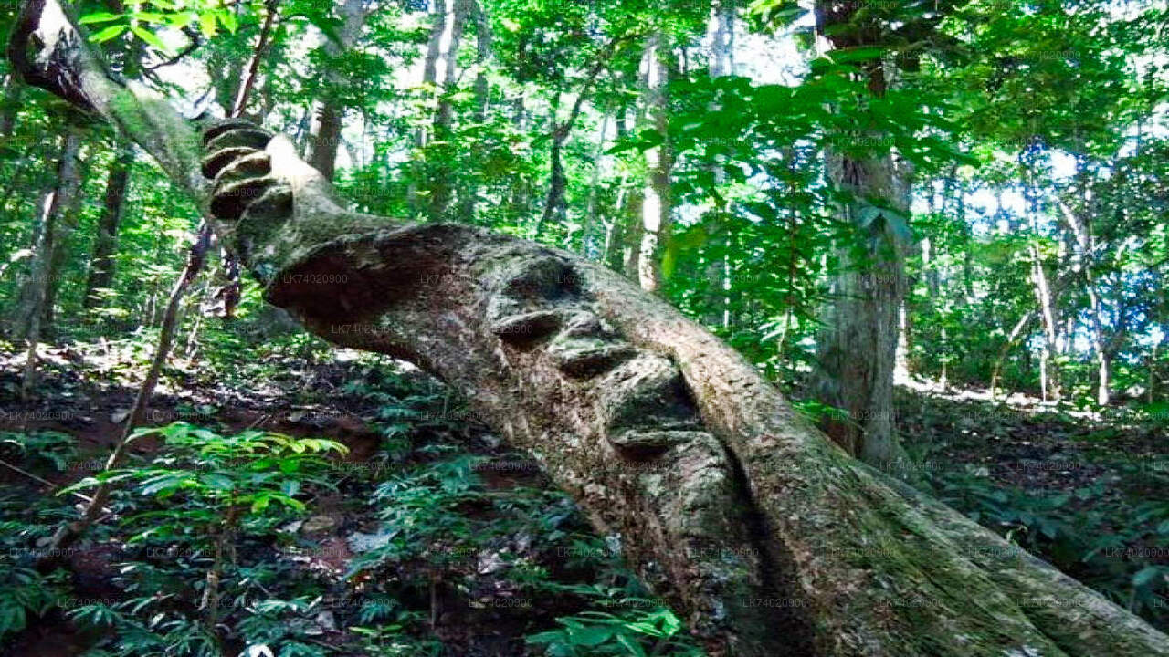 कैंडी से उदावट्टाकेले वन अभ्यारण्य की पैदल यात्रा