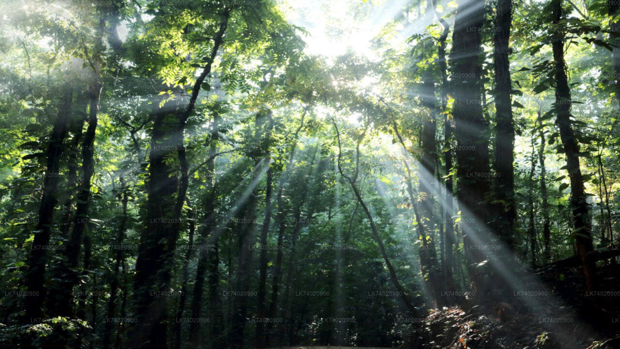 कैंडी से उदावट्टाकेले वन अभ्यारण्य की पैदल यात्रा