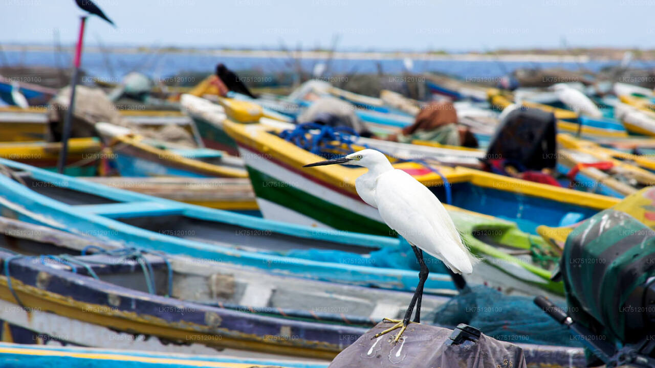 Birdwatching from Jaffna Lagoon