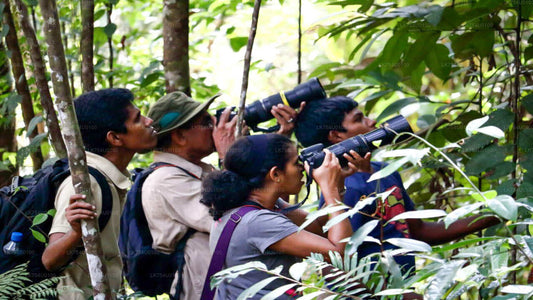A group of tourists with binoculars and cameras, observing birds in the Sinharaja Rainforest.