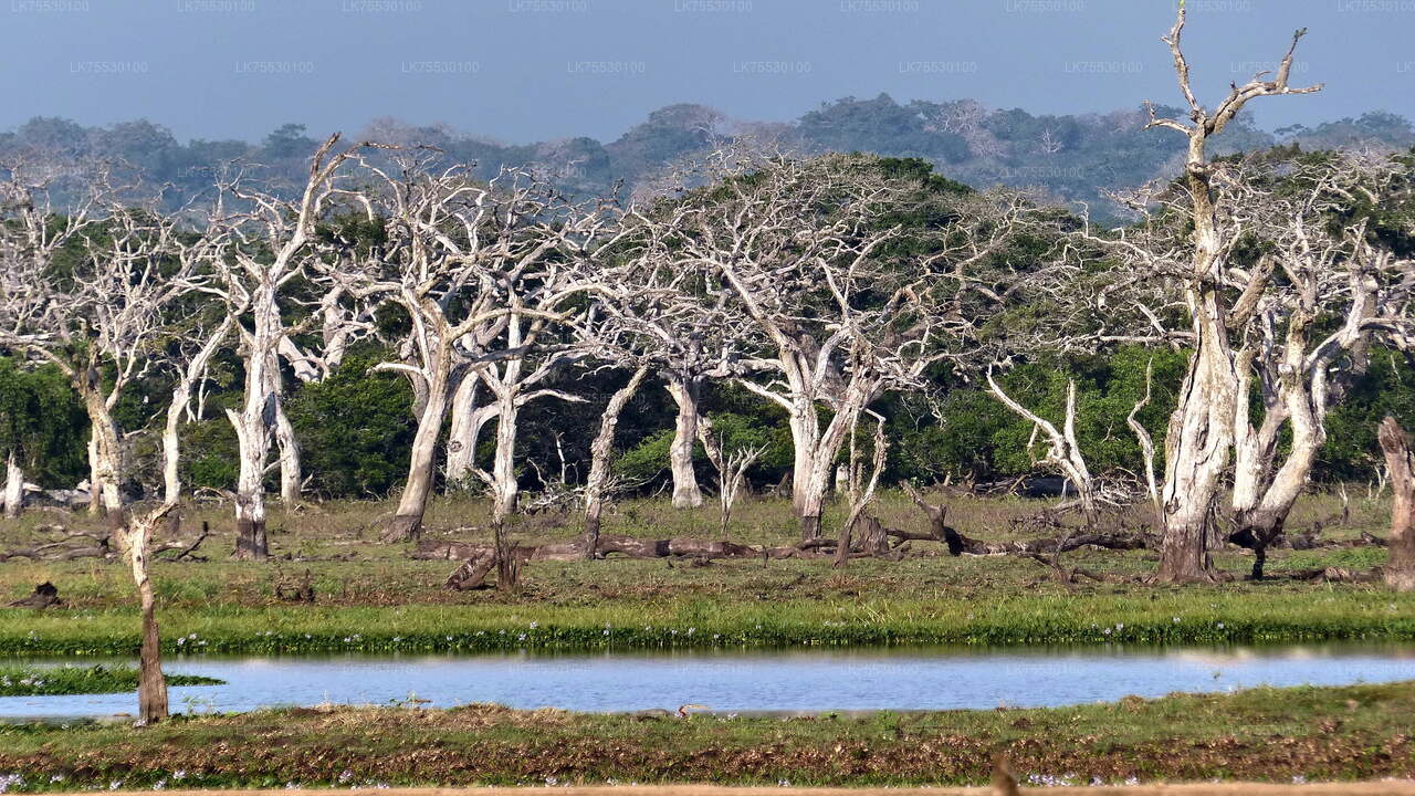 Birdwatching from Kumana National Park