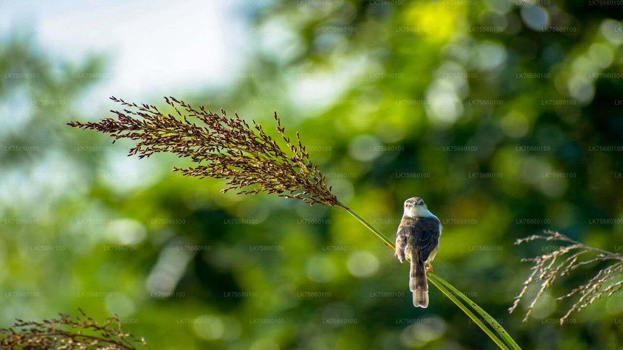 Birdwatching at Thalangama Wetland from Mount Lavinia