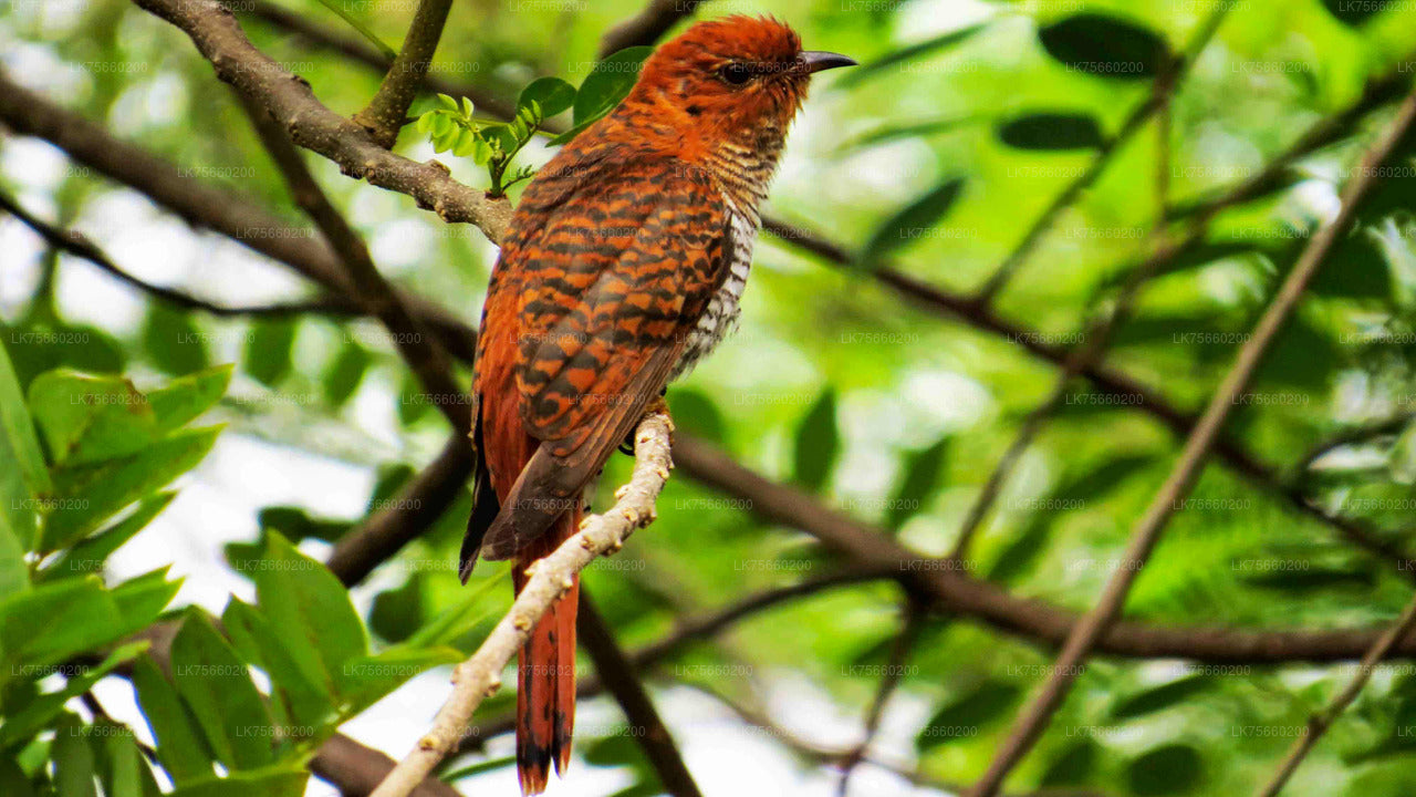 Birdwatching at Muthurajawela Marsh from Mount Lavinia