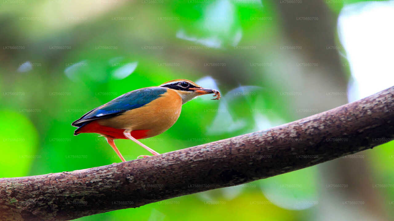 Birdwatching Trek at Anawilundawa Sanctuary from Mount Lavinia