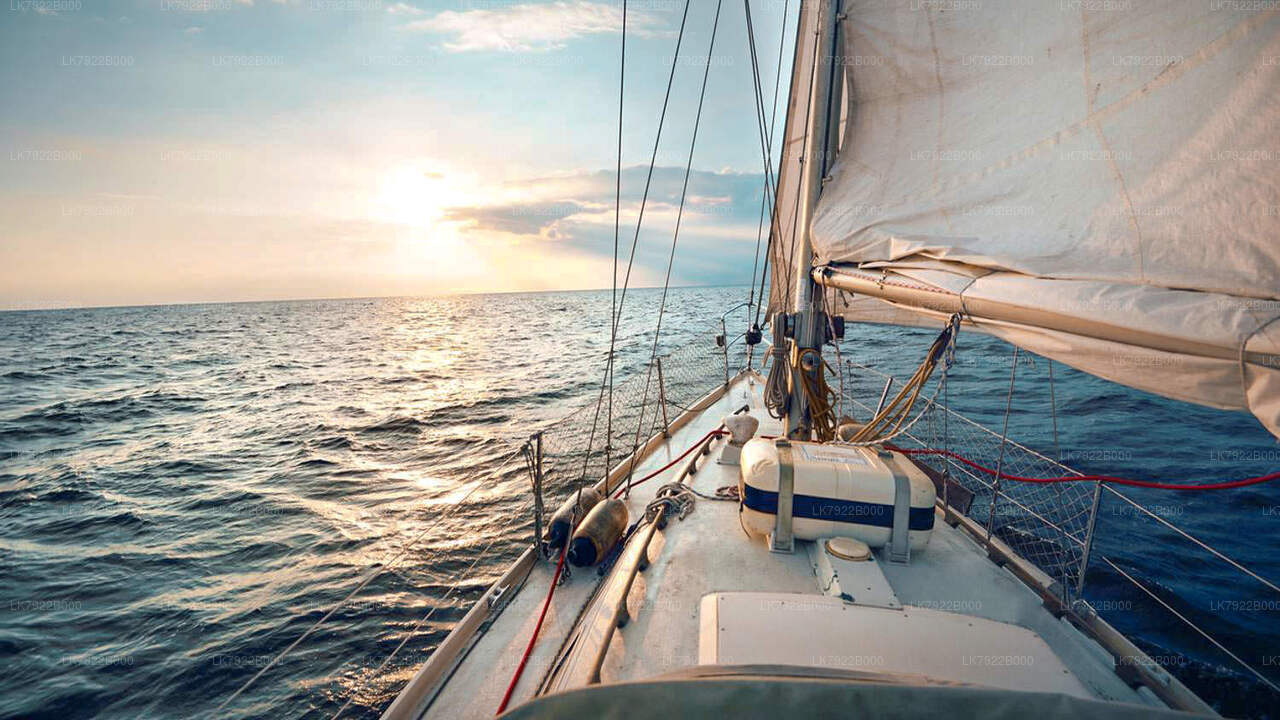 त्रिंकोमाली में व्हेल देखने का क्रूज़ (निजी दौरा)