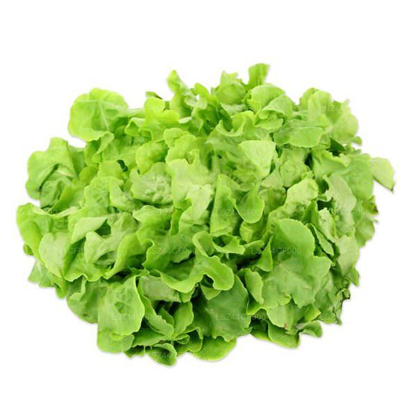 Batavia Lettuce