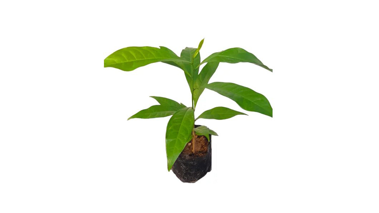 Lakpura Madanakama Plant