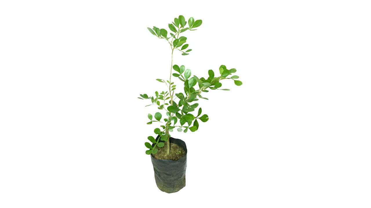 Lakpura Wood-Apple Grafted Plant